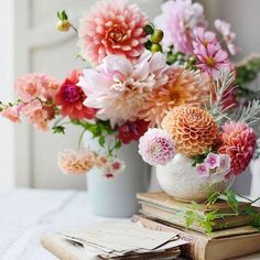 96 Chrysanthemums ideas | chrysanthemum, planting flowers, beautiful flowers
