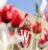 University of Wisconsin-Madison King Morgridge Undergraduate Scholarship for International Students in the USA 2026