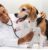WVA/MSD 2025 Veterinary Student Scholarship Program for Veterinary Students around the Globe (Get Up to $5000 in Funding)