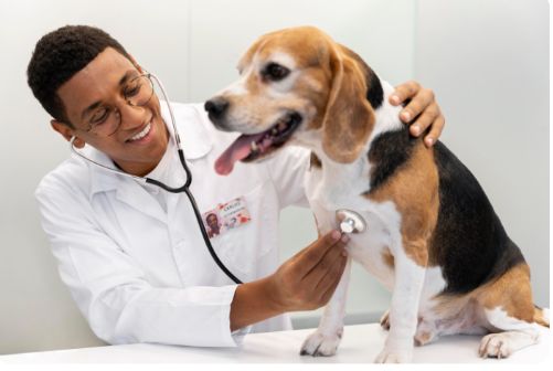 WVA/MSD 2025 Veterinary Student Scholarship Program for Veterinary Students around the Globe (Get Up to $5000 in Funding)